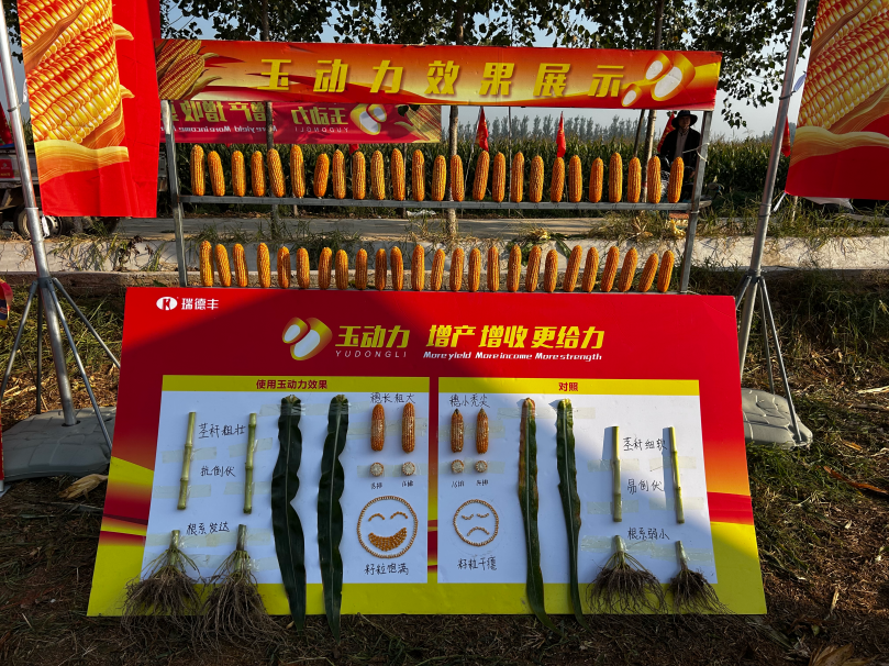 单一作物·新前沿｜玉米单产提升如何突破？瑞德丰玉动力方案来助力