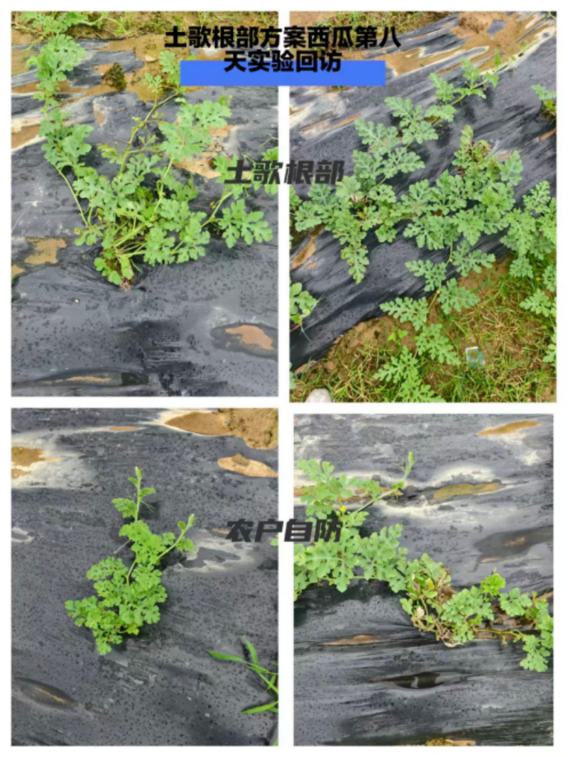 单一作物·新前沿｜星牌以专业方案，破解西瓜种植困局 助力西瓜丰产增收 